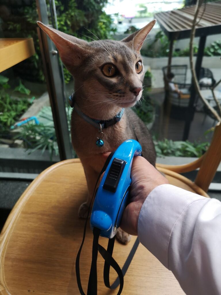 Kipsan - Cat School testimonial