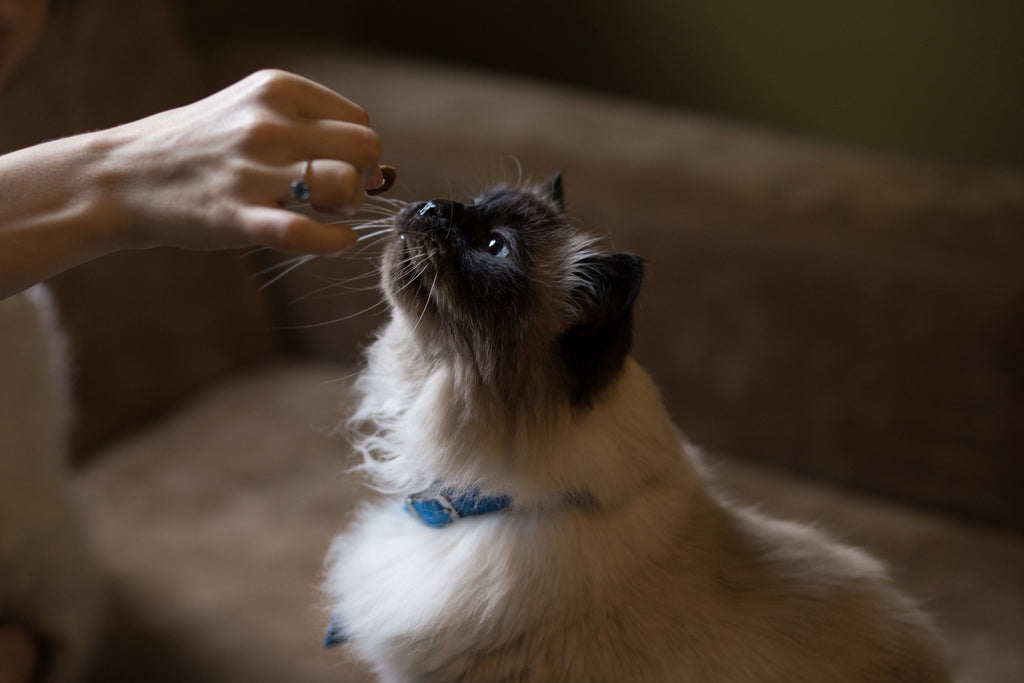 siamese long haired cat getting a treat from a human