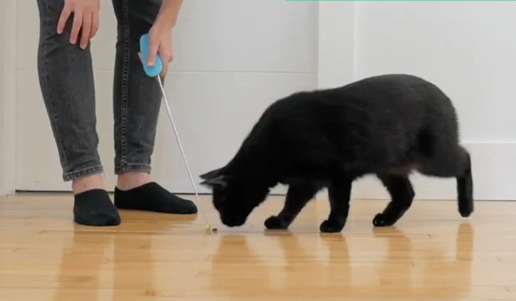 what is a target stick? black cat being lured with a target stick during training