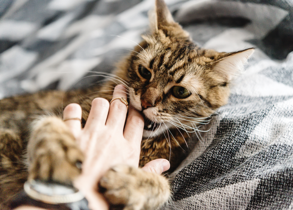 cat biting woman's hand