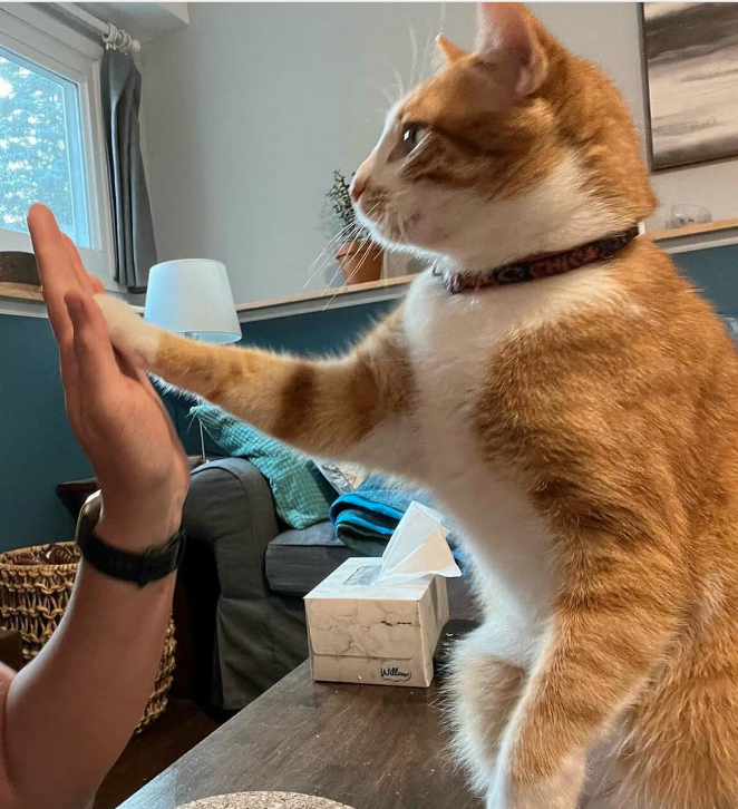 orange cat high fiving human