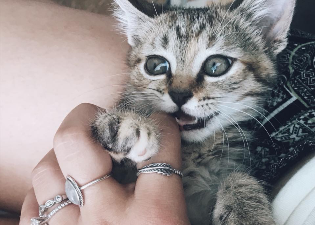 close up of kitten being held - how to socialize a kitten