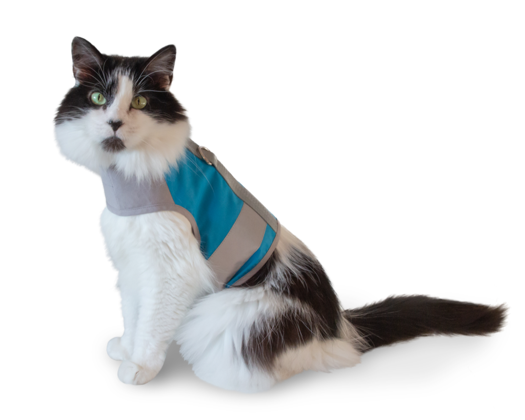 cat wearing Cat School harness