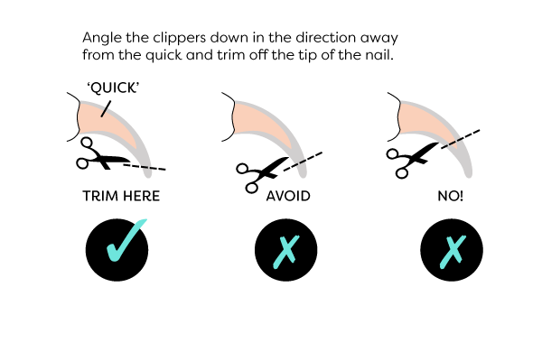 anatomy of a cat nail - where to trim