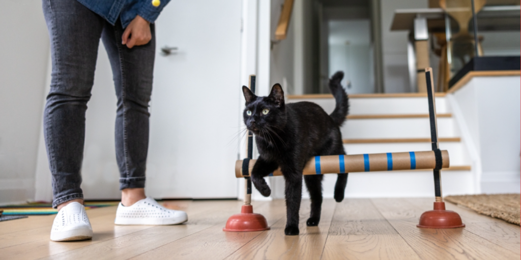 black cat jumping over obstacle - Cat School